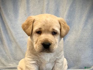 Labrador Retriever dogs Gus - Ad 39