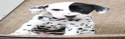 Dalmatian dogs for sale: Patches - Ad 1