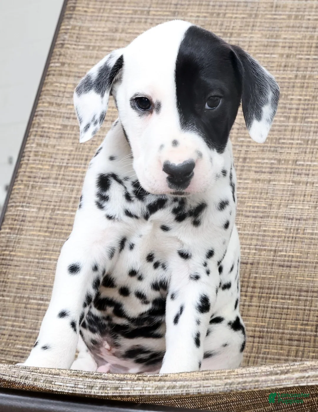 Dalmatian dogs for sale: Patches - Ad 1