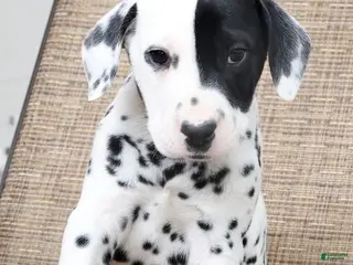 Dalmatian dogs for sale: Patches - Ad 2