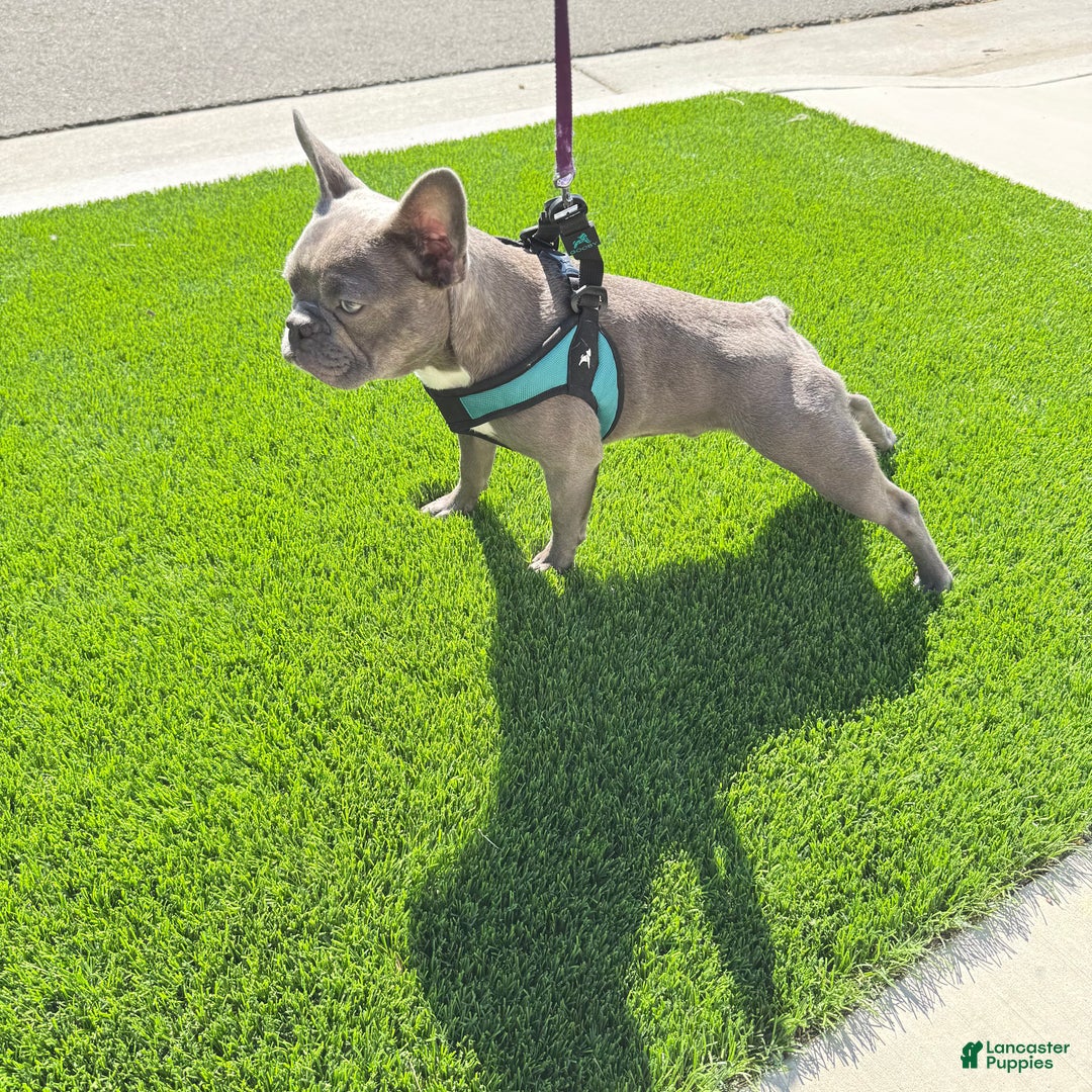 French Bulldog dogs for sale: Coltraine - Ad 6