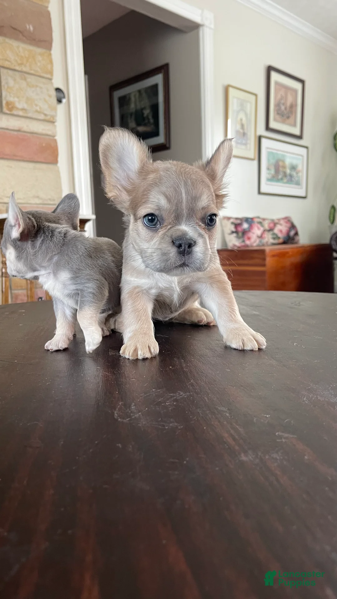 French Bulldog dogs for sale: Nebula - Ad 2