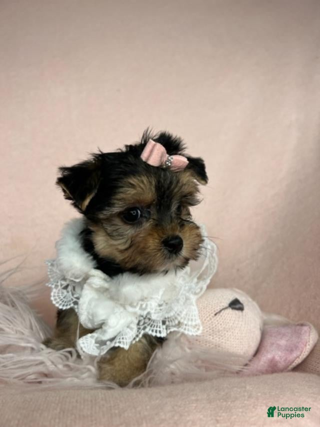 Yorkshire Terrier dogs Yorkshire Terrier Puppy 1 - Ad 24