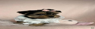 Yorkshire Terrier Puppy 1