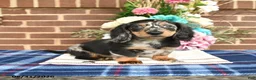 Miniature Dachshund dogs for sale: Lynn - Ad 3