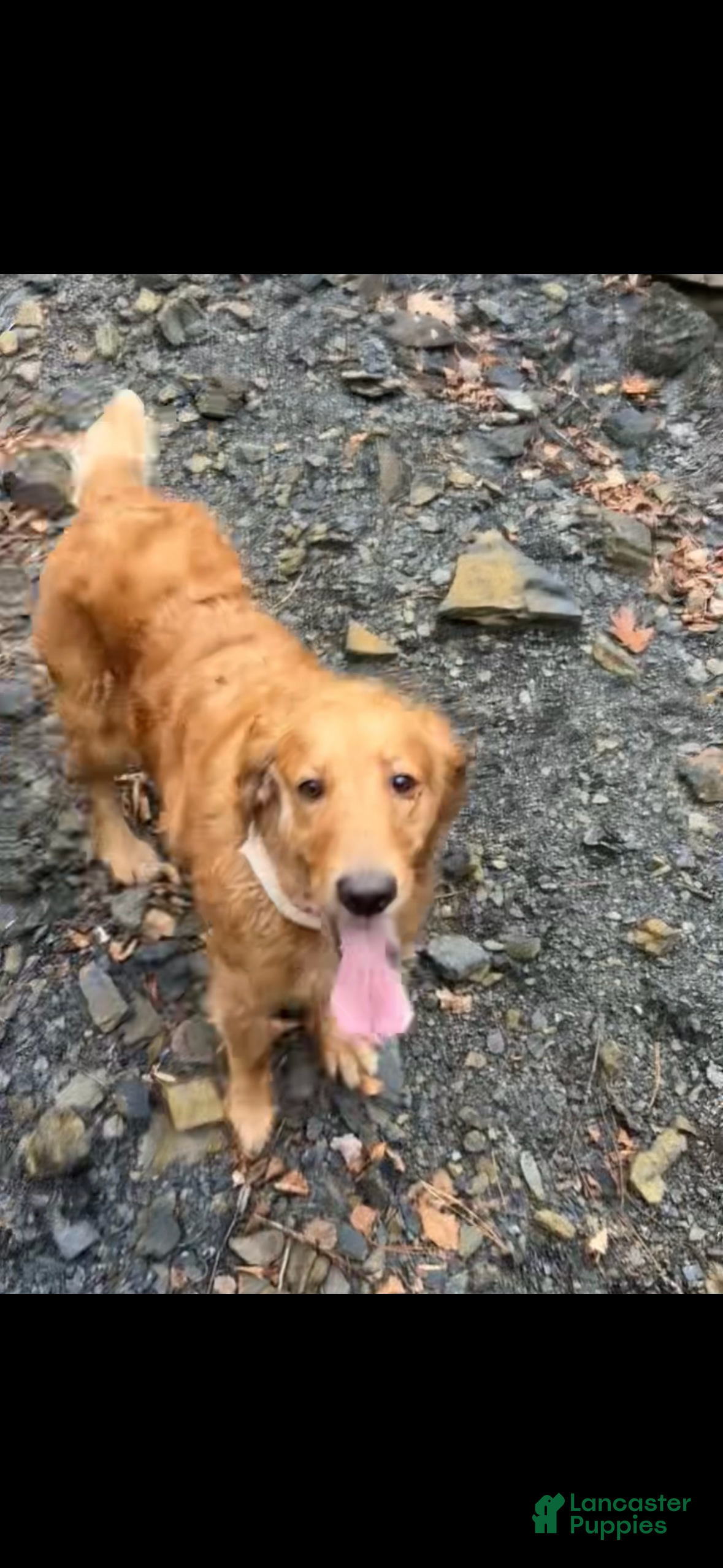 Golden Retriever dogs for sale: Ella - Ad 16