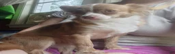 Chihuahua dogs for sale: Banana  - Ad 2