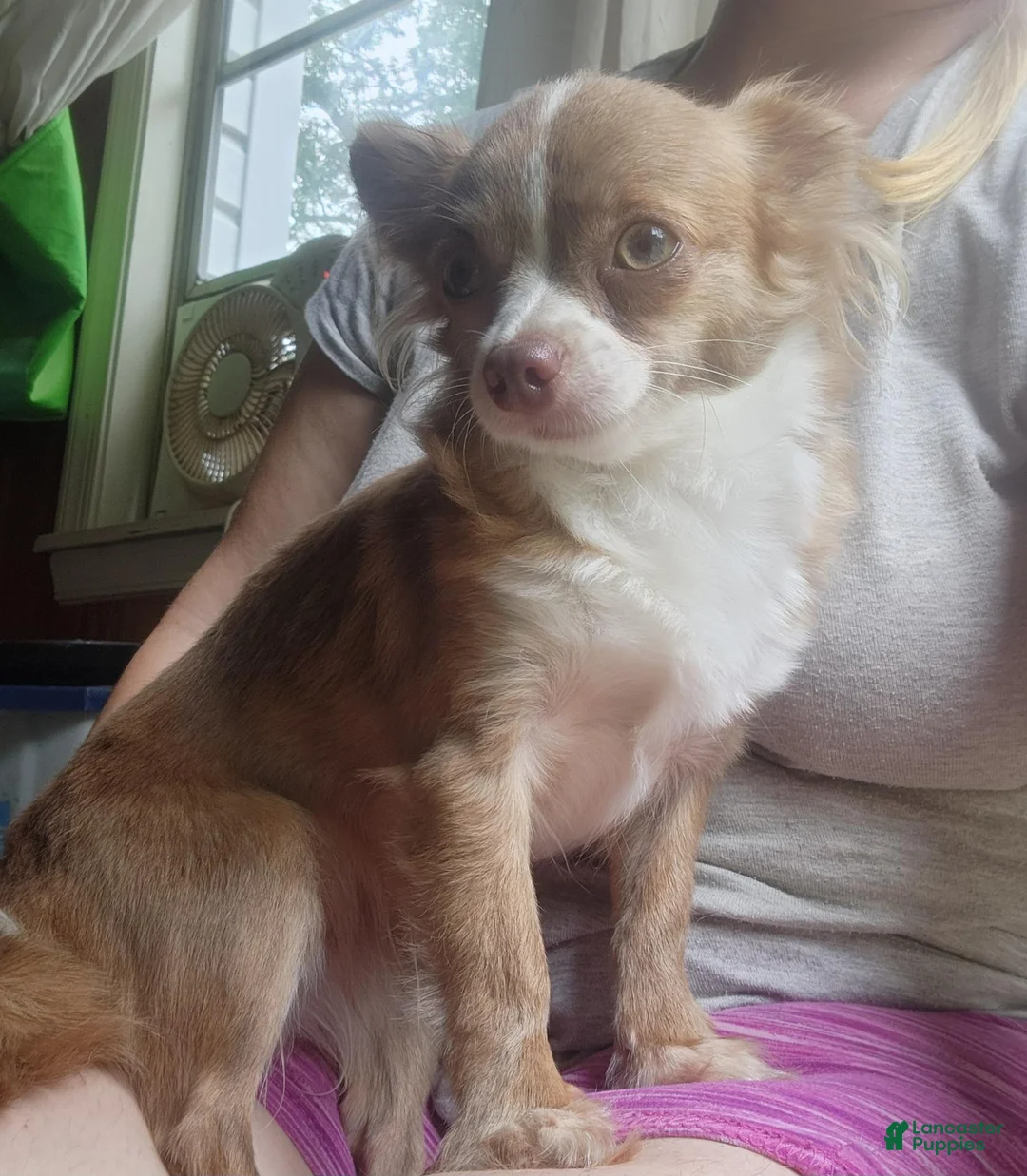 Chihuahua dogs for sale: Banana  - Ad 2