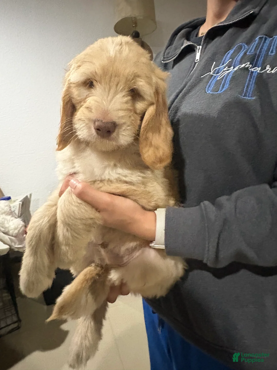 Goldendoodle dogs for sale: Seena - Ad 3