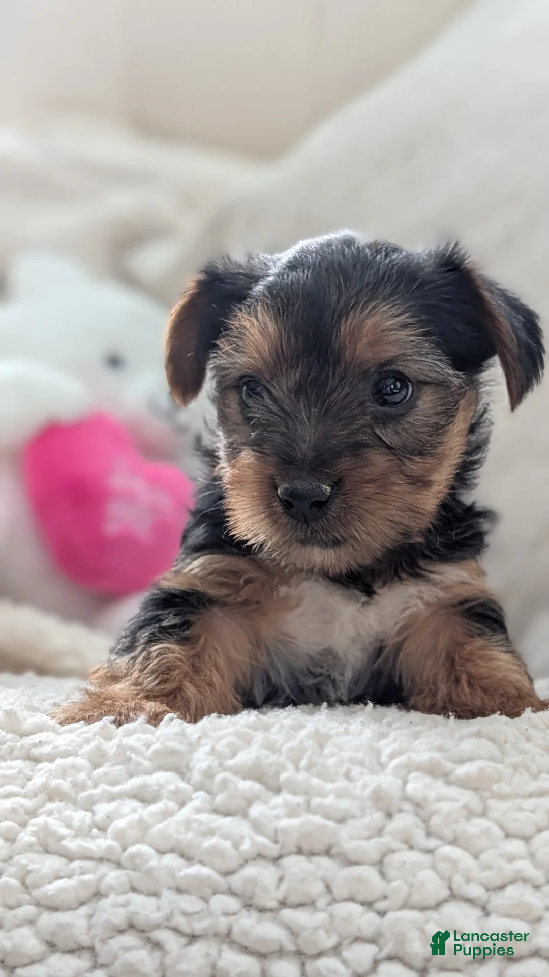 Yorkshire Terrier dogs for sale: Angel - Ad 3