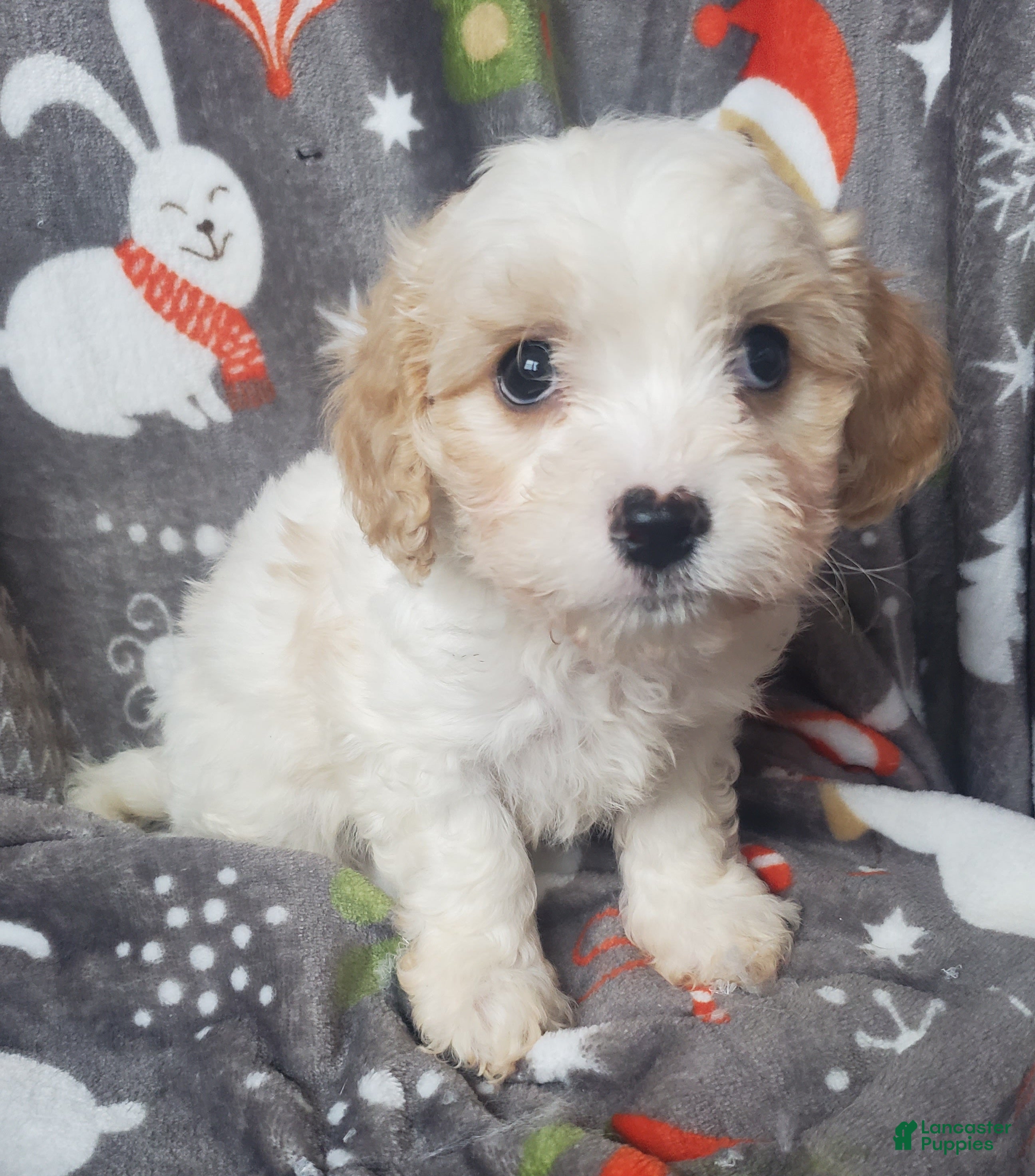 Cavachon dogs Harry - Ad 4