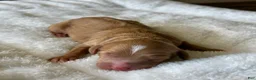 Mixed Breed dogs for sale: Red Apricot Micro Mini - Ad 5