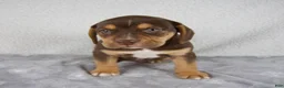 Beabull dogs for sale: Luie - Ad 5