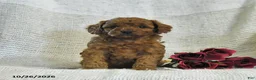 Cockapoo dogs for sale: Cuddles - Ad 4