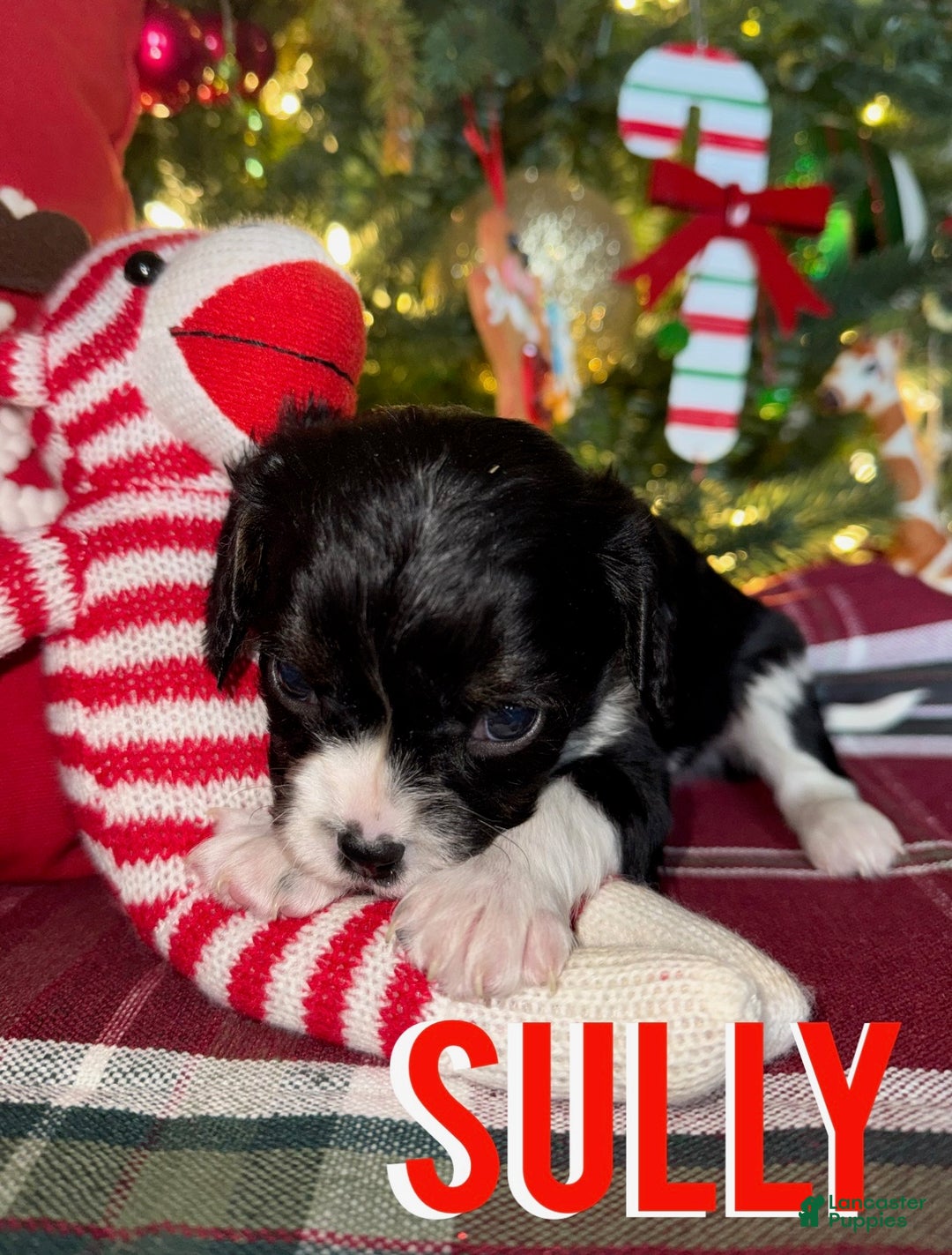 Cavapoo dogs for sale: SULLY - Ad 5