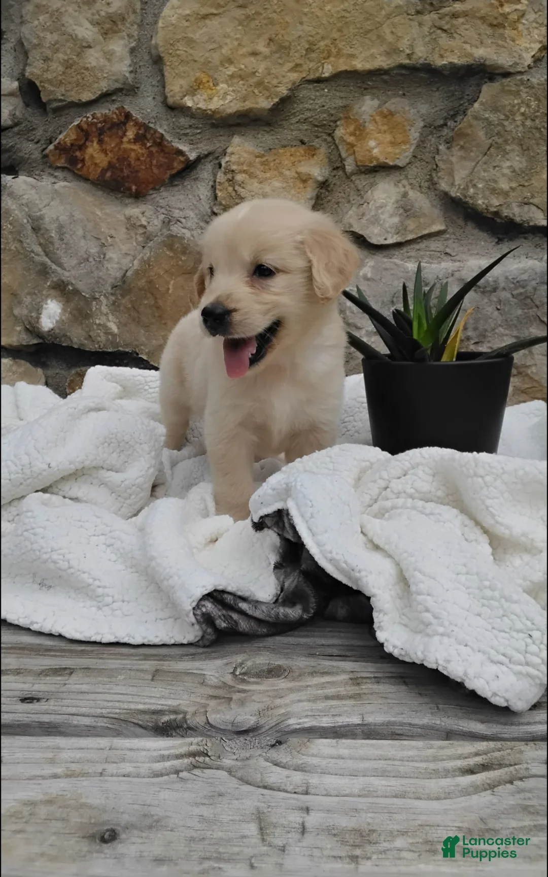 Golden Retriever dogs for sale: Rover - Ad 1