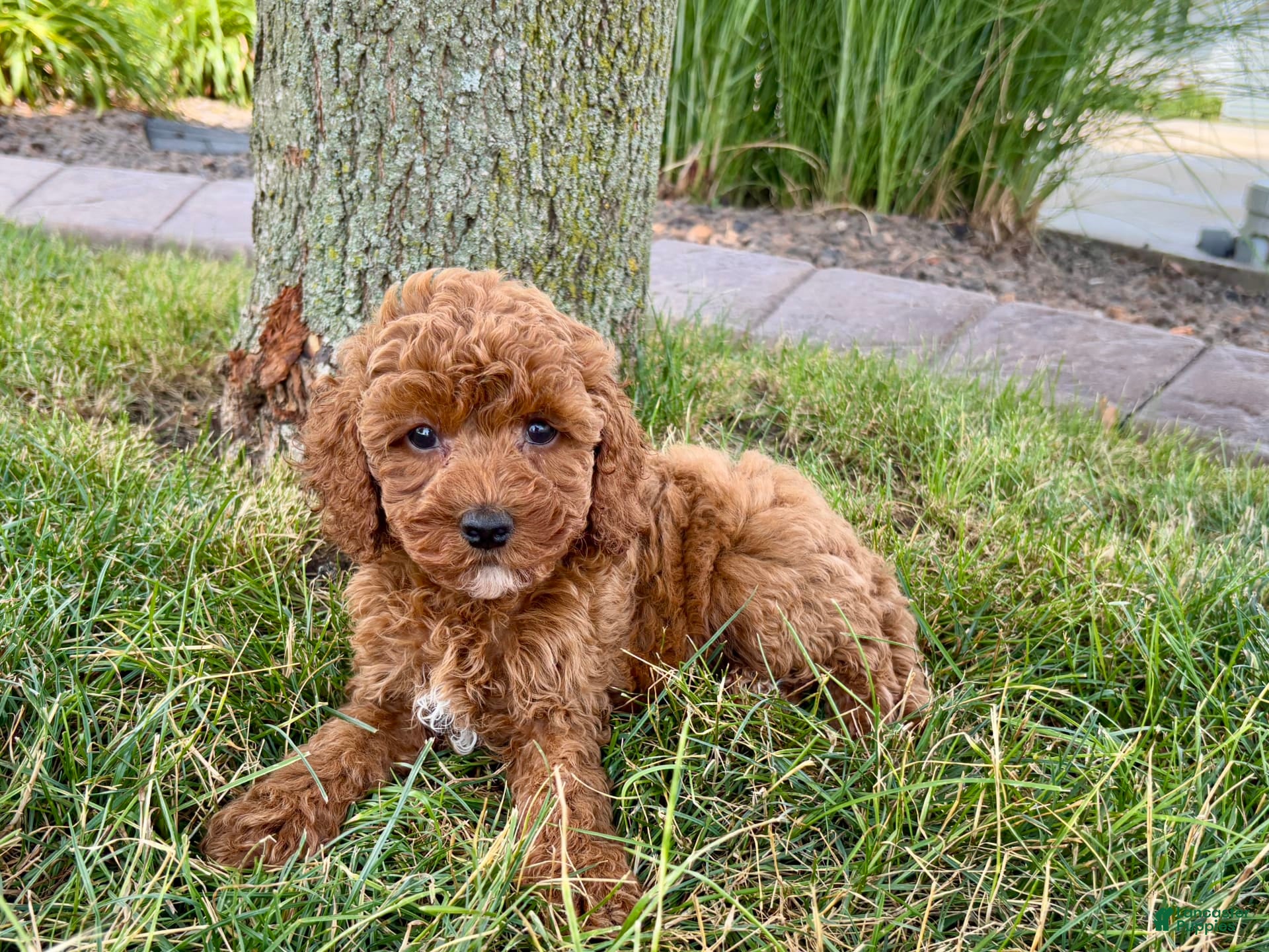 Cavapoo dogs Harley - Ad 37