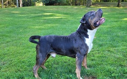 Mixed Breed dogs for sale: Clare - Image 12