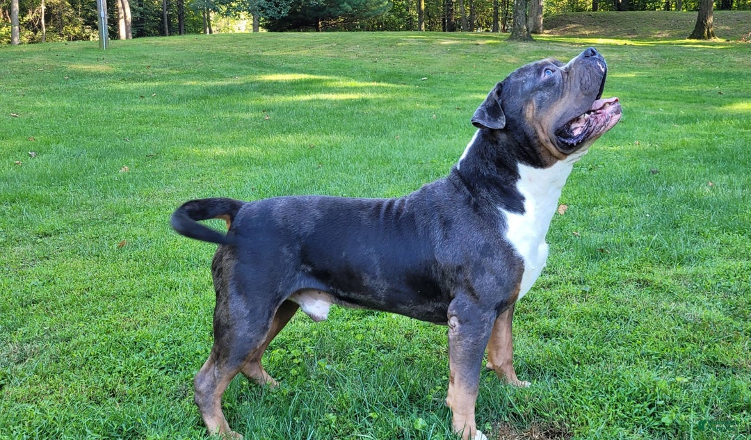 Mixed Breed dogs for sale: Clare - Image 12