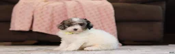 Miniature Poodle dogs for sale: Jett (AKC) - Ad 3