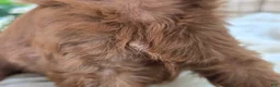 Cockapoo dogs for sale: Milan - Ad 21