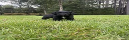 Goldendoodle dogs for sale: Boots - Ad 7