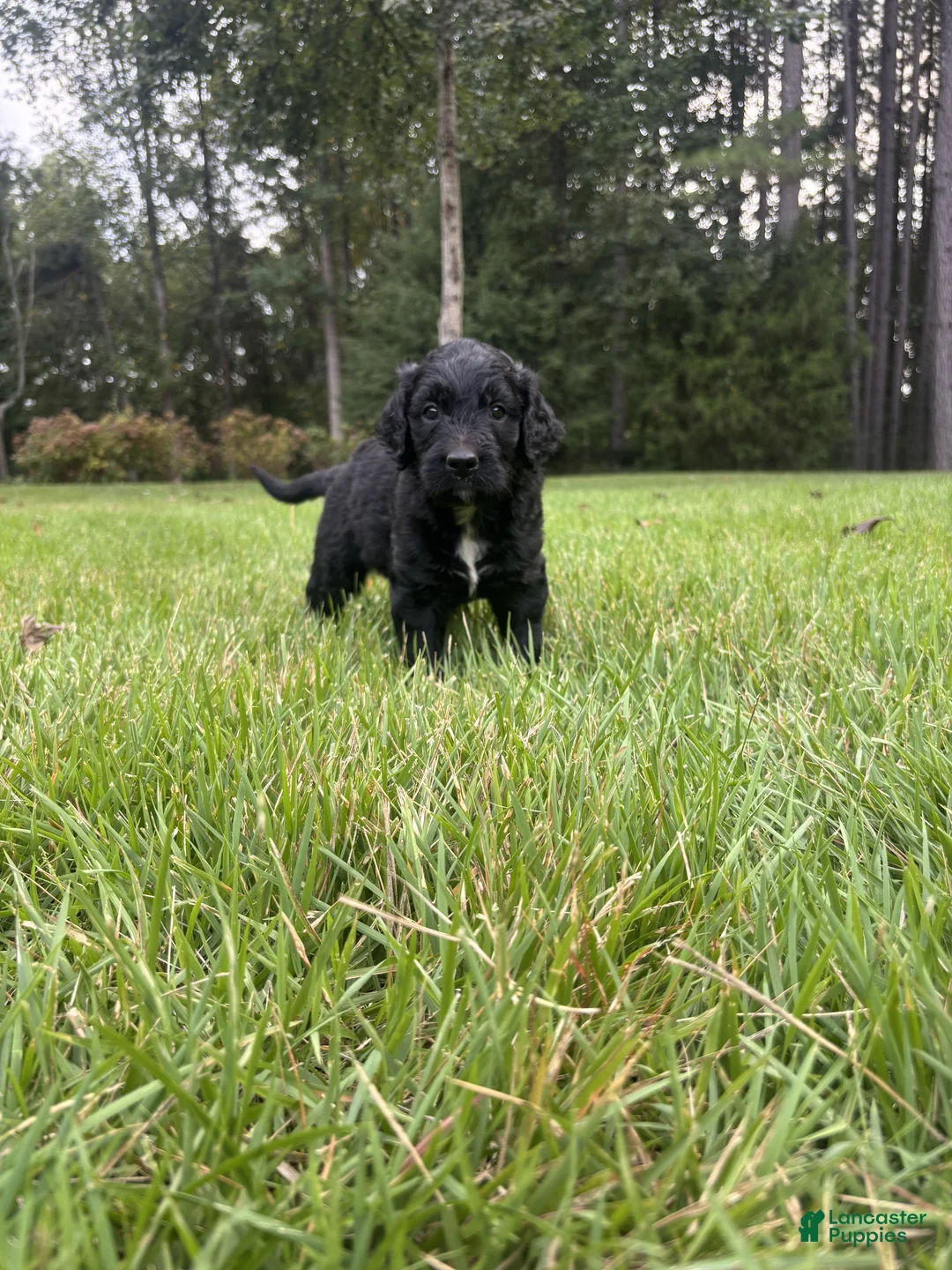 Goldendoodle dogs for sale: Boots - Ad 7