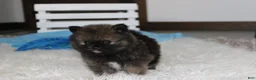 Pomeranian dogs for sale: Buttons  - Ad 9