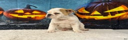 English Bulldog dogs for sale: Snow white - Ad 2