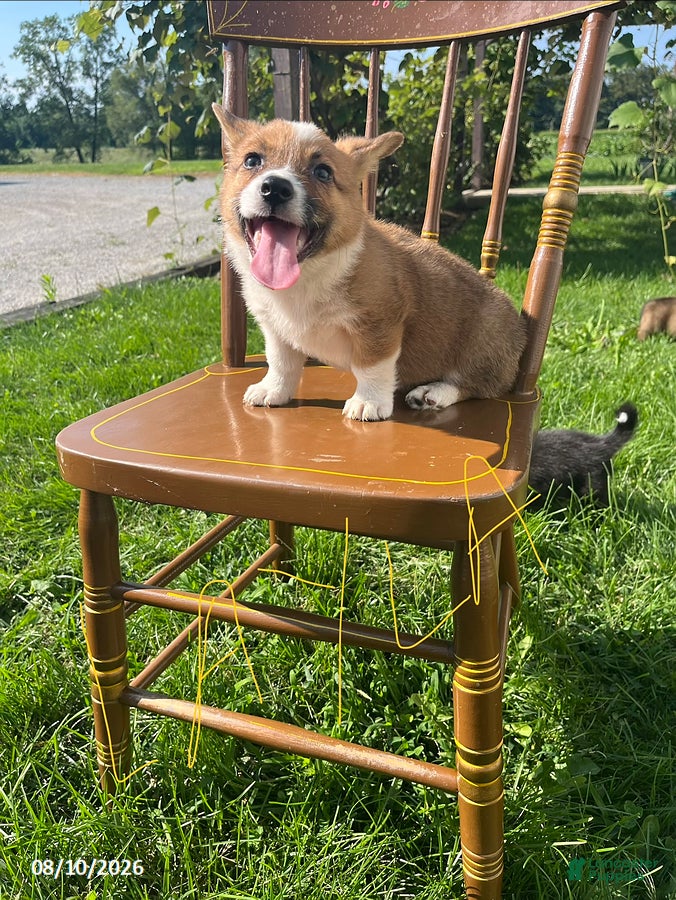 Welsh Corgi Pembroke dogs Layla - Ad 1