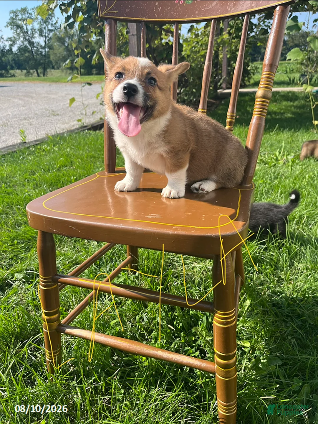 Welsh Corgi Pembroke dogs for sale: Layla - Ad 1