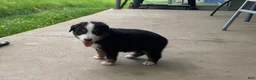 Miniature Australian Shepherd dogs for sale: #8 Black Tri Male - Ad 5