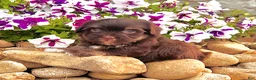 Havanese dogs for sale: Charlotte - Ad 6