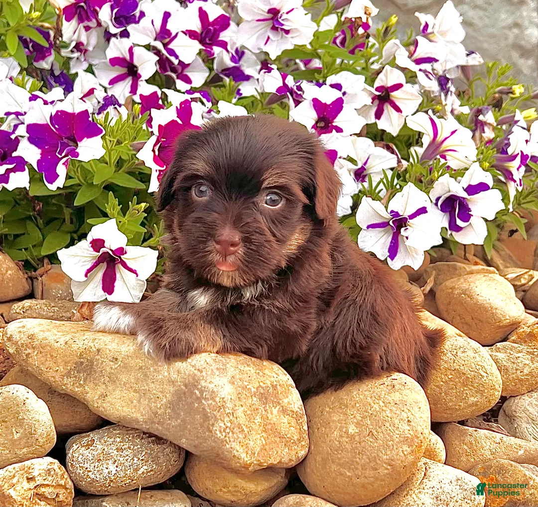 Havanese dogs for sale: Charlotte - Ad 6