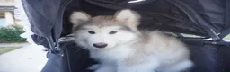 Alaskan Malamute dogs for sale: Xiao Lv - Ad 17