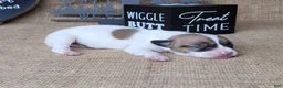 Jack Russell Terrier dogs for sale: Racer JRT Delivery available  - Ad 4
