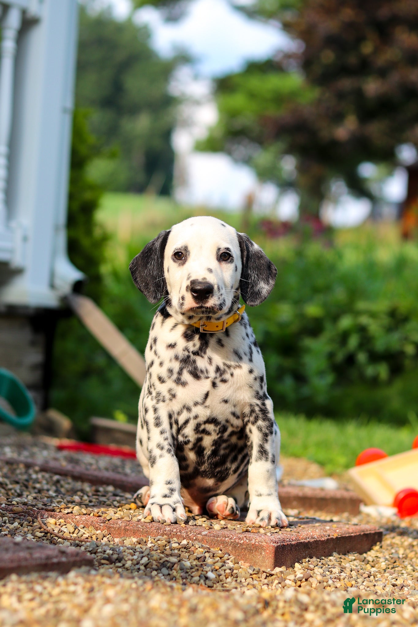 Dalmatian dogs Tom - Ad 1