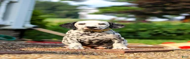 Tom
