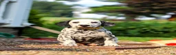 Dalmatian dogs for sale: Tom - Ad 1