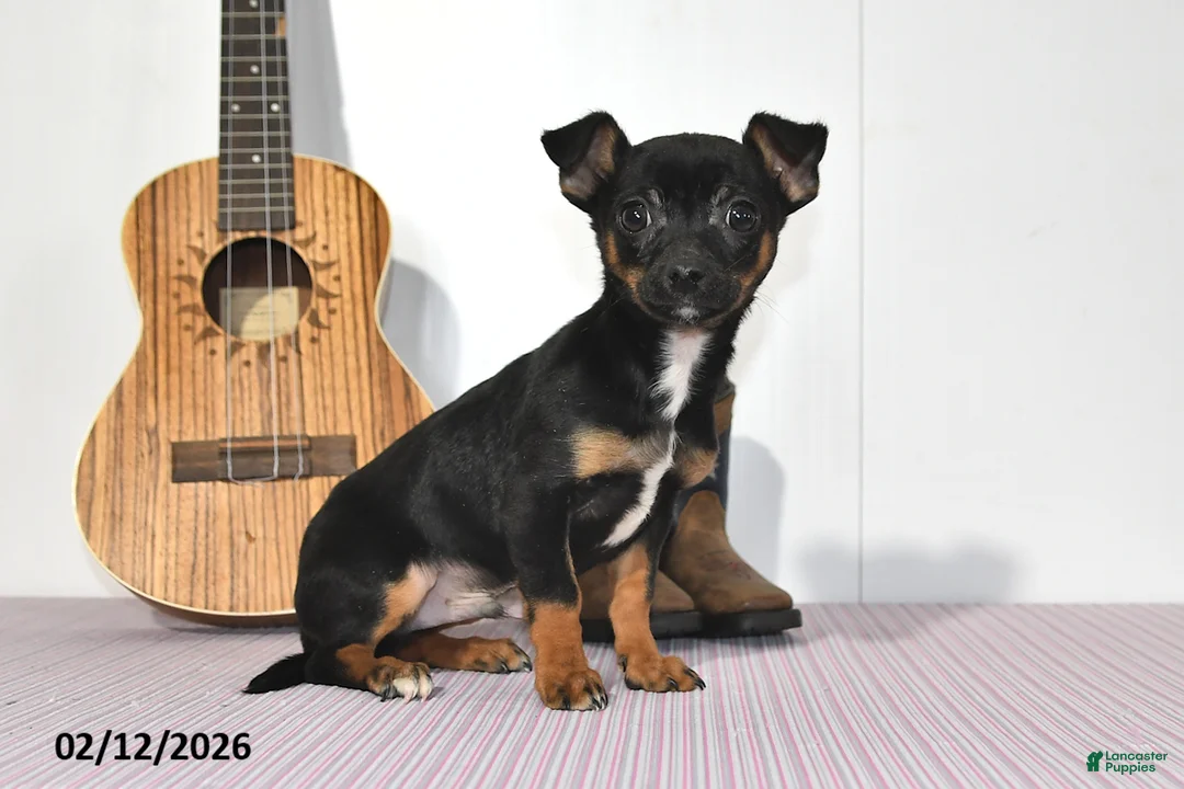 Chihuahua dogs for sale: Tyson - Ad 4