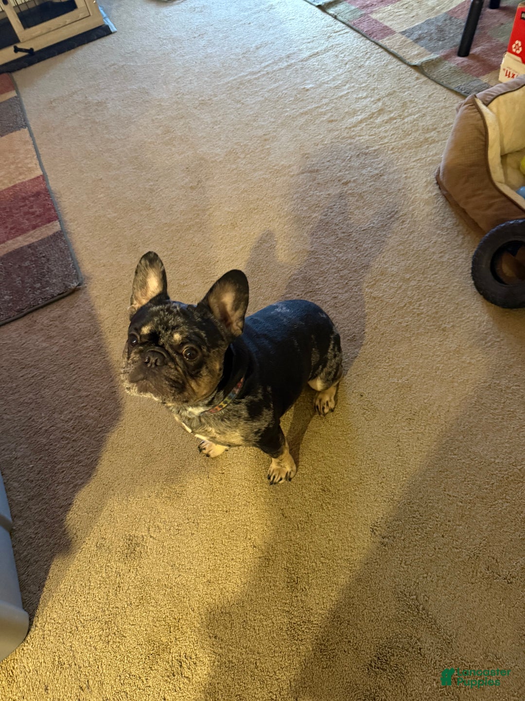 Gallery Image {{count}}