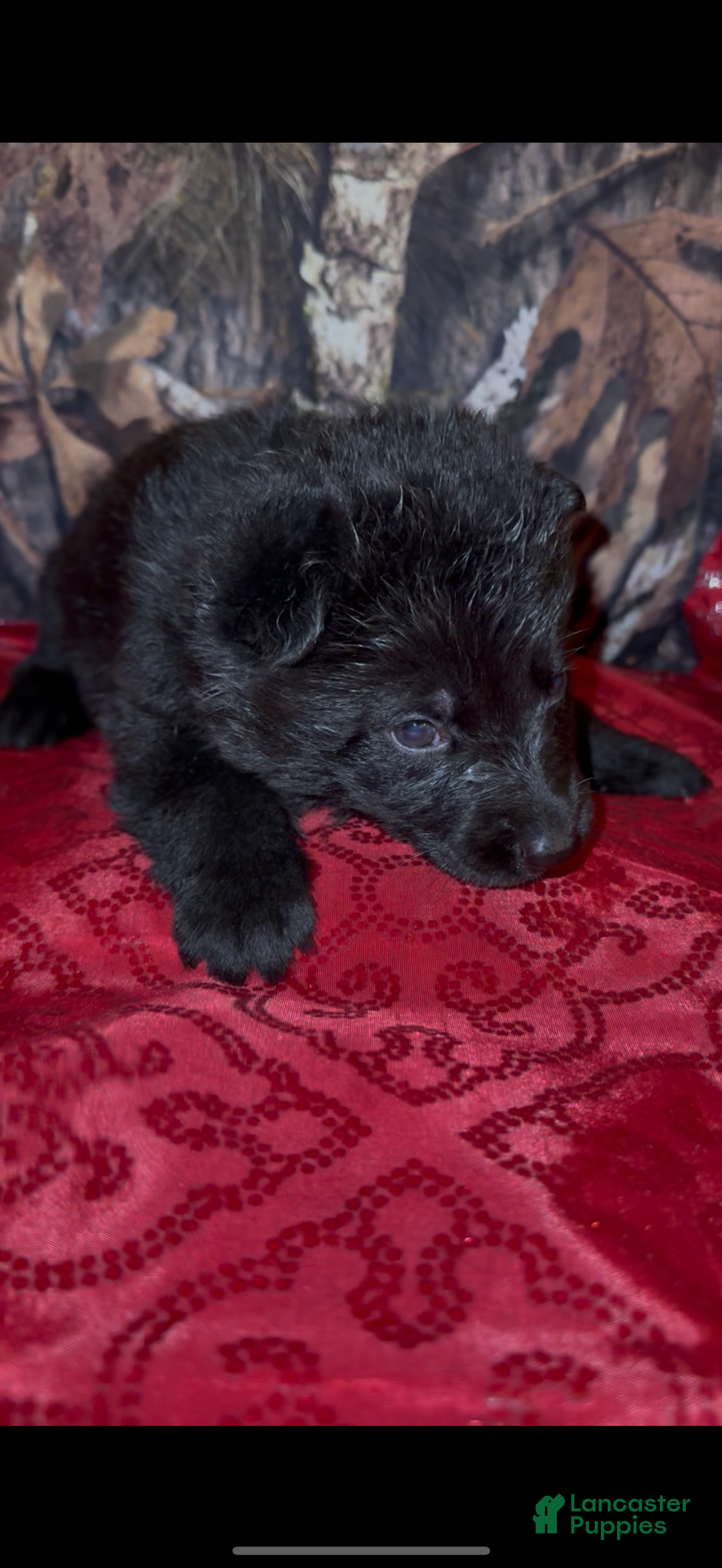 German Shepherd dogs for sale: Sussie B - Ad 12