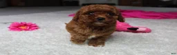 Cavapoochon dogs for sale: Molly - Ad 5