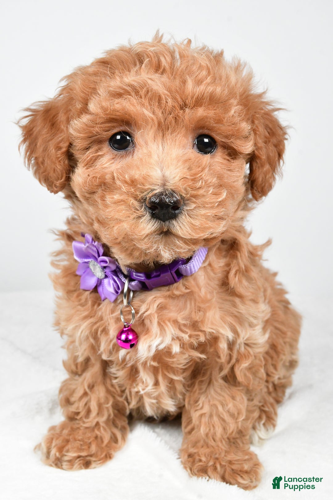 Maltipoo dogs for sale: Sara - Ad 7