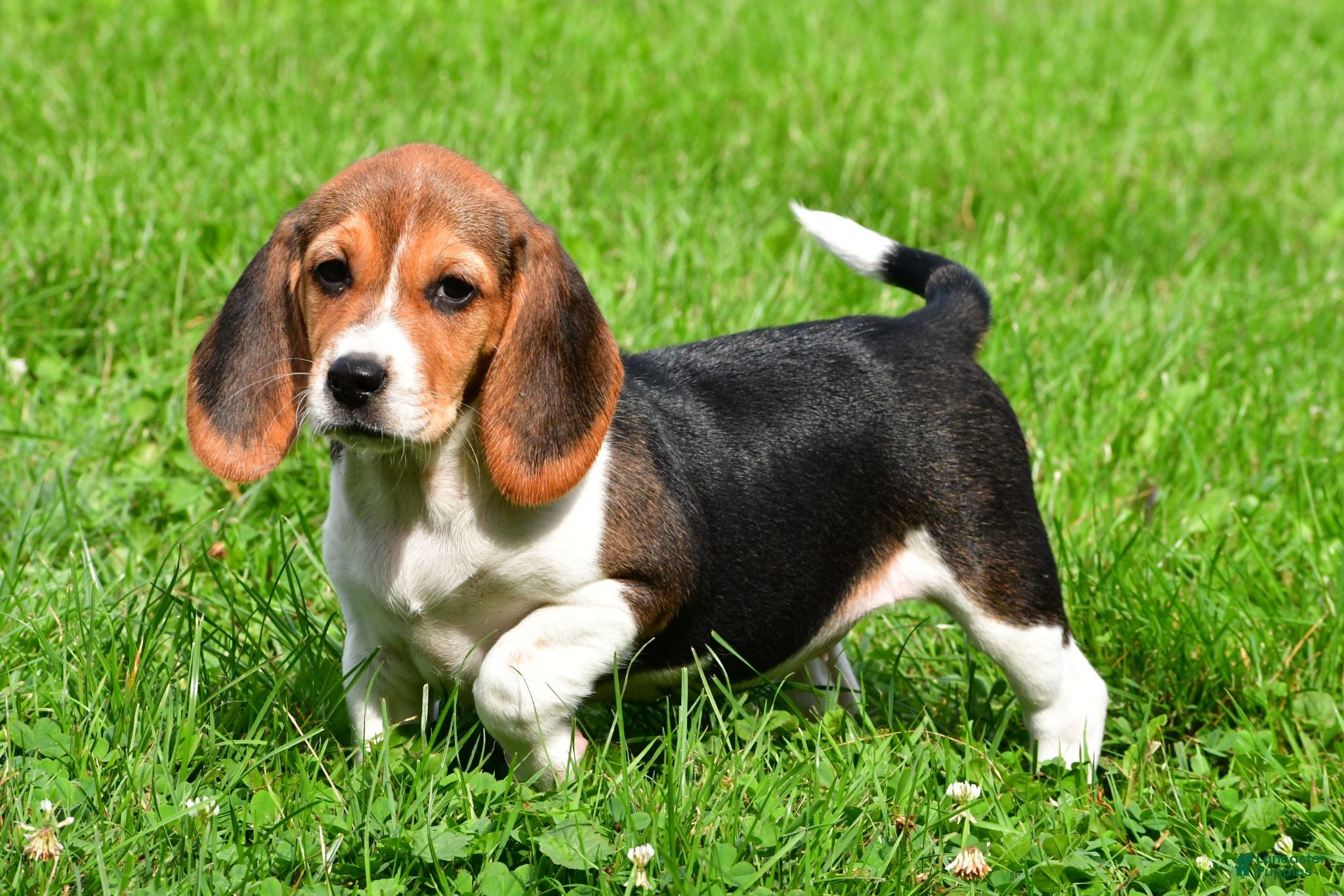Beagle dogs Cassidy - Ad 2