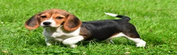 Beagle dogs for sale: Cassidy - Ad 2
