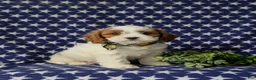 Cavapoo dogs for sale: Sinclair - Ad 3