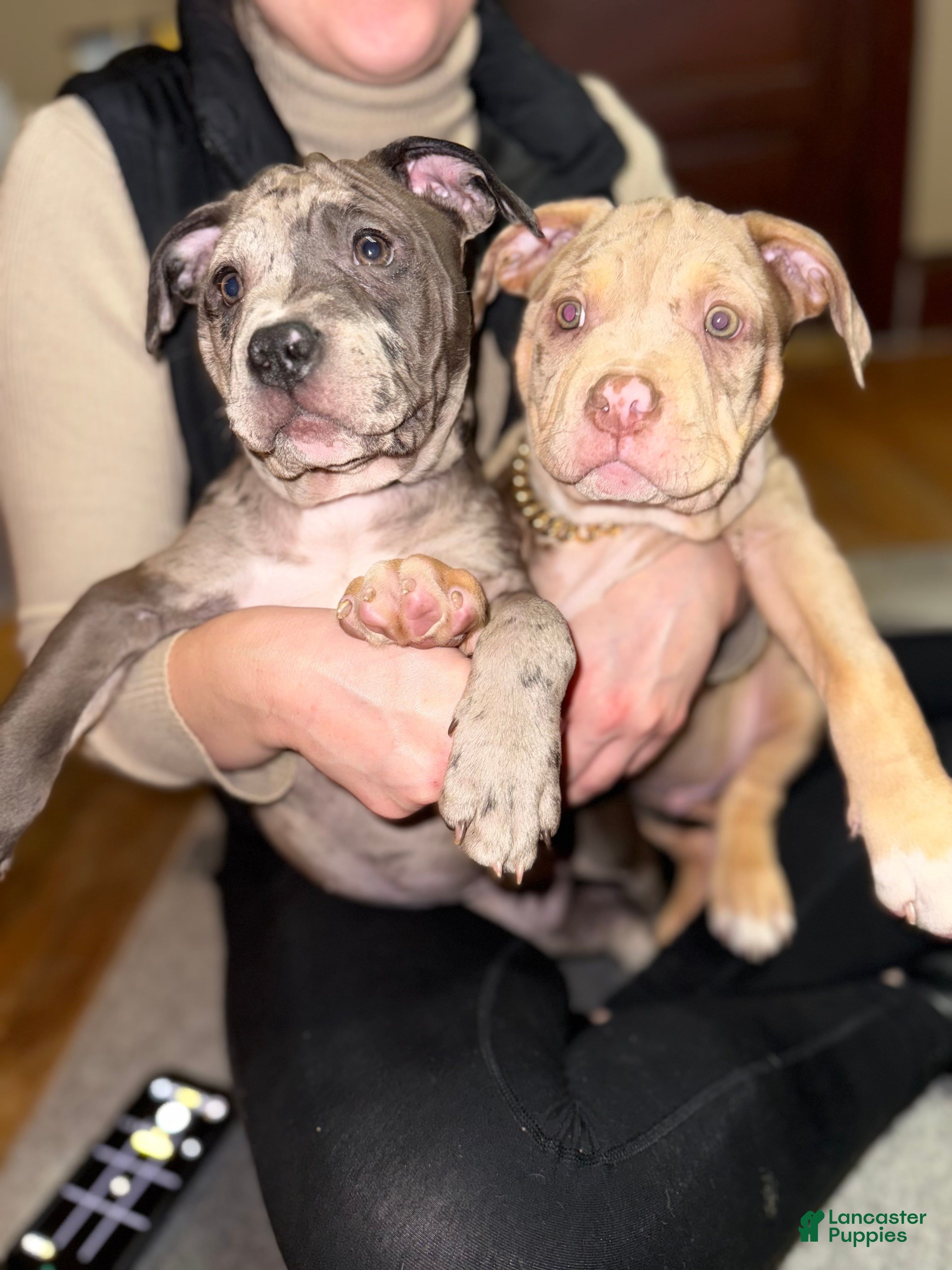 American Bully dogs Sandy(female) - Ad 39