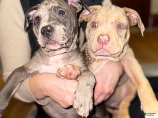 American Bully dogs Sandy(female) - Ad 37