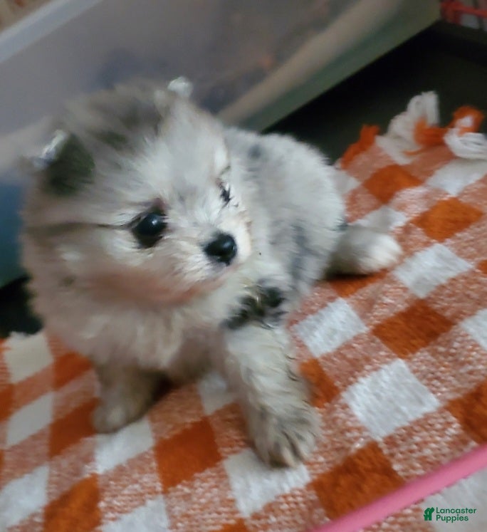 Pomeranian dogs Pomeranian Puppy 2 - Ad 23